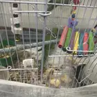 طيور الدره للبيع صغار في العمر لا اعلم كم أعمارهم ولا جنسهم
