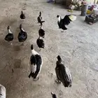 بط بلدي للذبح ما شاء الله تبارك الله