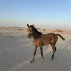 مهر للبيع