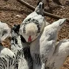 فروخ براهما كولمبي كونك احجام فاخره