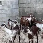 خبيش وشح دهم العدد 7 مع الفحل