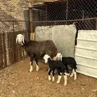 رخل معها 2 تم ((البيع ))