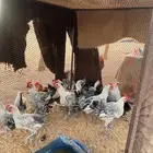 دجاج بلدي فيومي ابيض