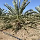 مزرعة للايجار السنوي