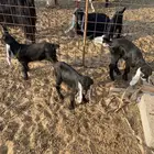 ثلاث دواغير تيسين وجفره الموقع الشعيبه السعي على المشتري