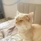 قطه للبيع