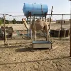قعواد