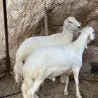 مشروع فحول صنف