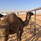 قعود للبيع بري نظيف توه معزول عن امه عمره تقريبا 6 شهور