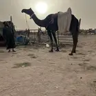 للبيع رحول السن رباع