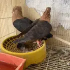 جوز ارشنجل