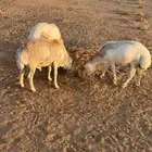 طليان رفيدي