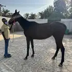 فرس