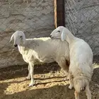 رخال حريات( تم البيع )