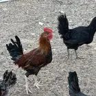 للبيع ديكه بلدي مشكل