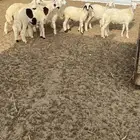 فران