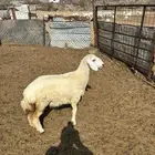الشميسي طريق الخواجات