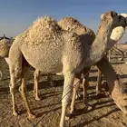 2حشو للبيع قعدان