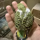 للتبني بادجي تم التبني خلاص راااح