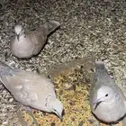 قمري قماري