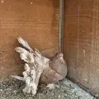 رقاص امريكي