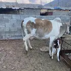 بقرة بلدي ناتج