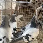 حمام تركي