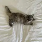 قطة للتبني