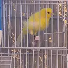 للبيع جوز كناري ايراني