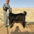 عنز عارضيه حاصب سنه بدايت سدس