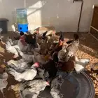 دجاج بلدي