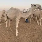 بكره العمر 3 سنوات