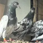 مطلوب حمام بلدي او بكستاني