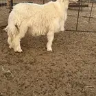 فحل عيسي مشروط