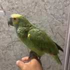 بغبغاء أمزوني فرنتد