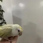 روز اليف
