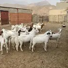 تيوس حقت مندي العدد 26