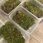 نبات بلات موس