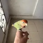 عصفور نوع روز