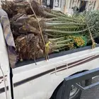حبه نخل مثمر البيع نواع خلاص البيع سمح لدودمي عفيف 16