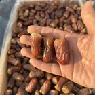 تمر برني للبيع