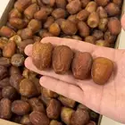 تمر سكري جالكسي توصيل مجاني