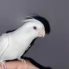 كروان البينو عيون حمر