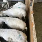 برابر مرابي طب وتخير السن جذع