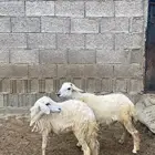 خروف ورخله للبيع