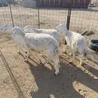 البيع غنم حريات العدد 4