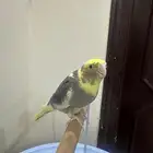 فرخ كروان لاتينو اليف وهدد مزاجى