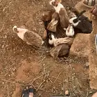 ارانب و حمام