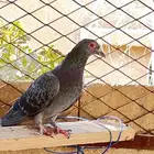 الحمامه هذي وش اسمها لاصحاب الخبره