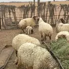 غنم دفيع وحده والد عدد 7